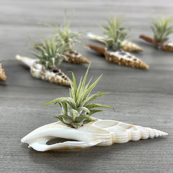 🔆AIR PLANT BUDDY🔆 WITH REAL SEA SHELL HAND MADE AND UNIQUE - Picture 5 of 8